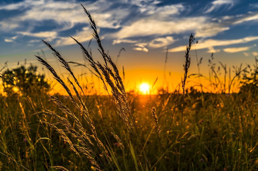 Weizenfeld im Sonnenuntergang