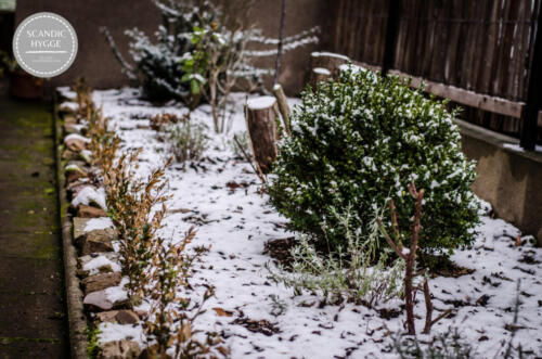 Winterimpressionen vom Garten