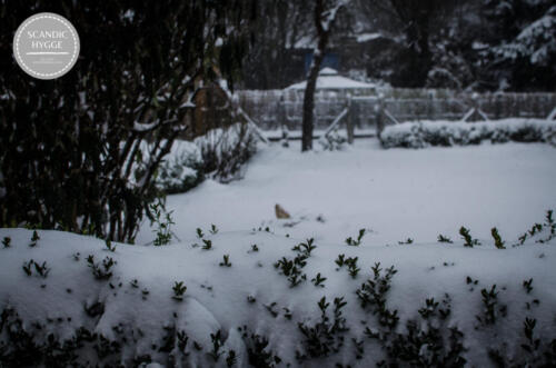 Winterimpressionen vom Garten