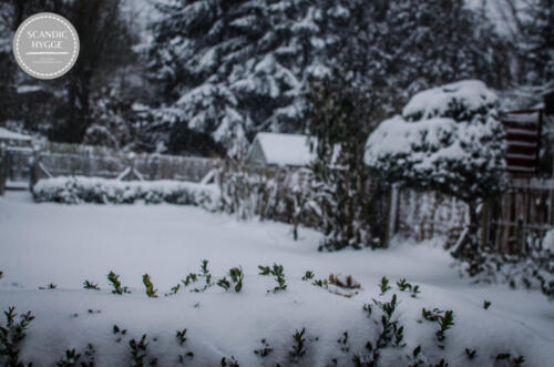 Winterimpressionen vom Garten