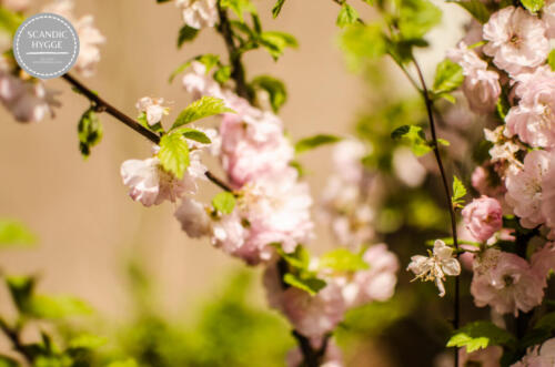 Mandelbaumblüte im Frühling