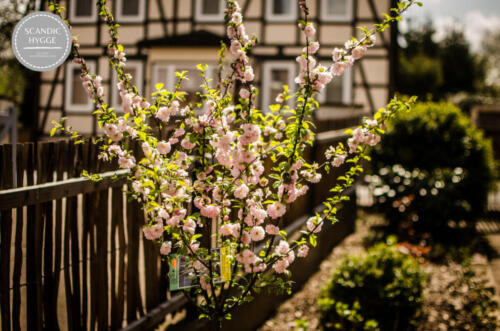 Mandelbaumblüte im Frühling